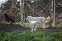 immagini storiche cane corso